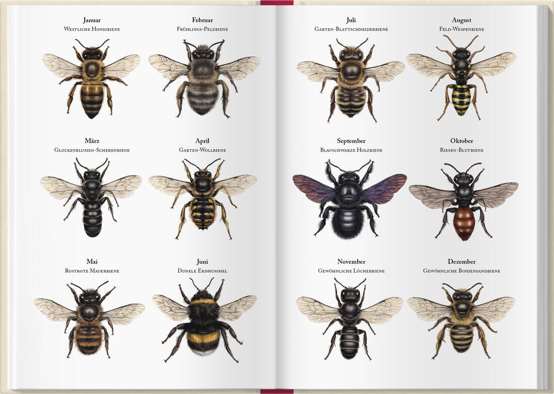 Bienenkalender 2027