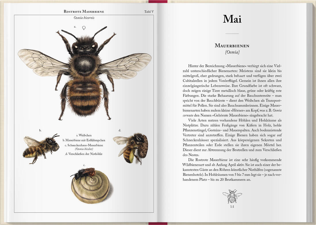 Bienenkalender 2027