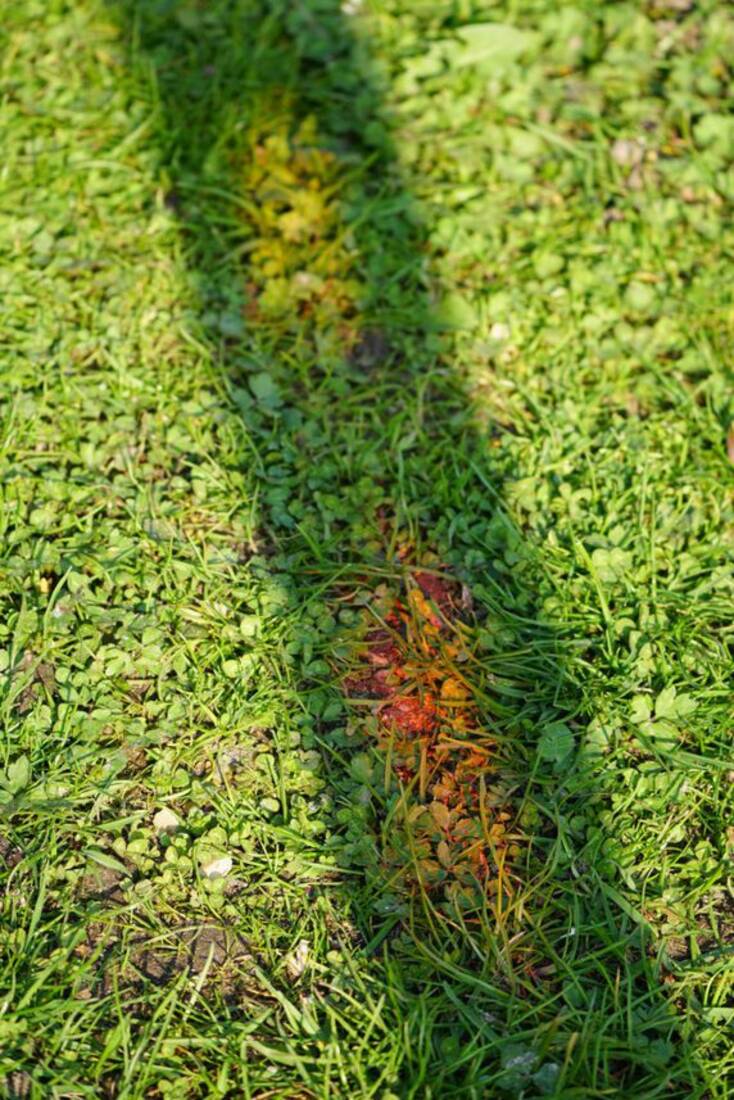 Sonnenfänger Rot