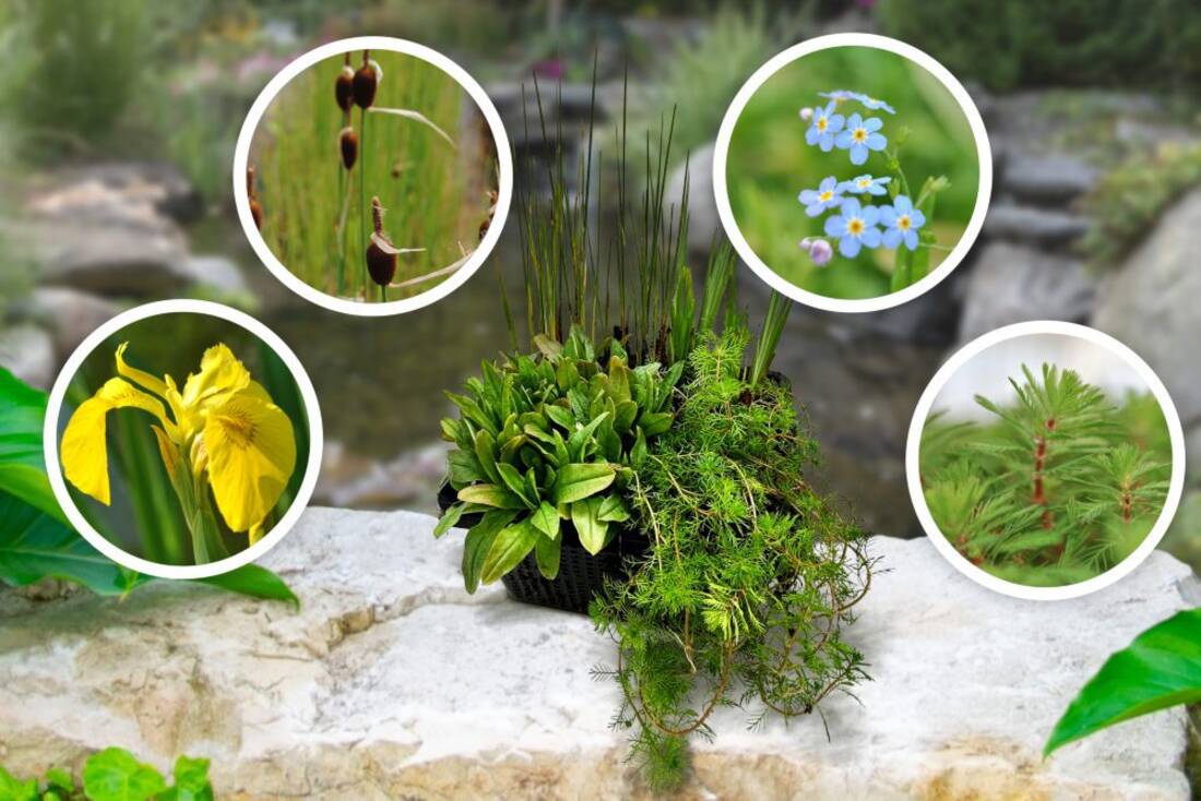 4er Set Wasserpflanzen Starter-Set