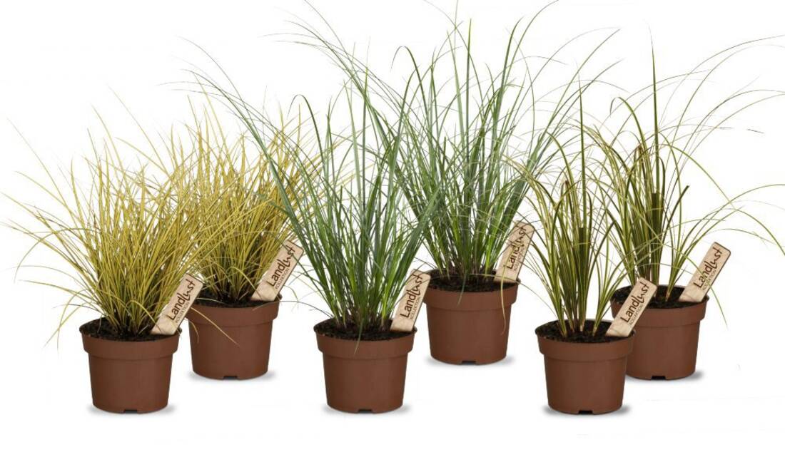 Bunter Gräsermix Schatten (6er-Set)