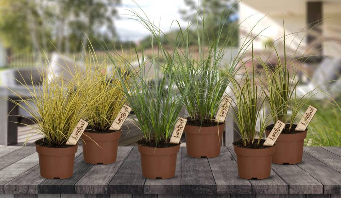 Bunter Gräsermix Schatten (6er-Set)