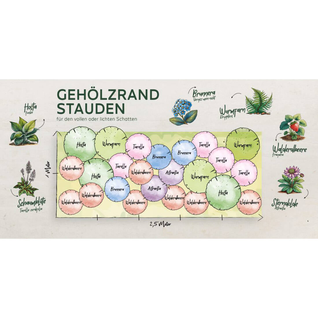 Staudenbeet Gehölzrand Schatten (24 Pflanzen)