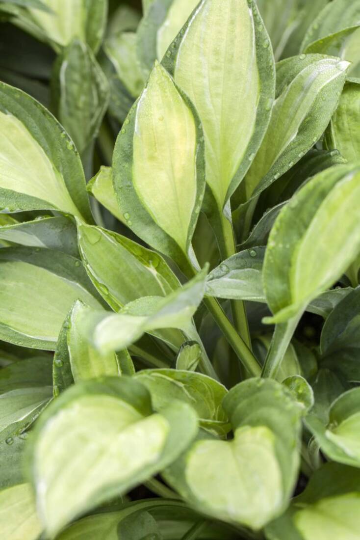 Staudenbeet Gehölzrand Schatten (24 Pflanzen)