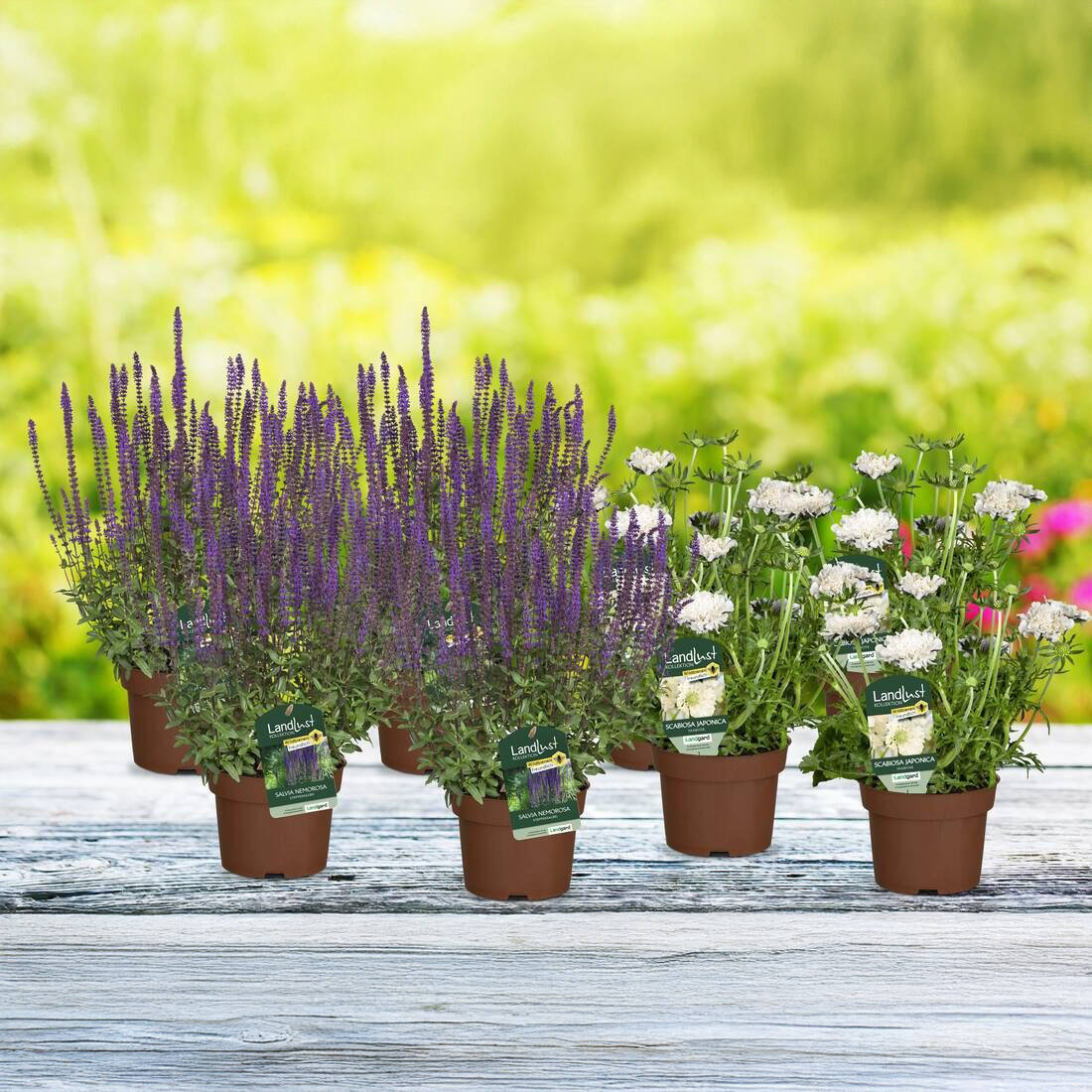 Wildbienen-Paradies (8er-Set)