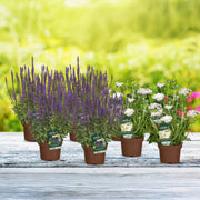 Wildbienen-Paradies (8er-Set)