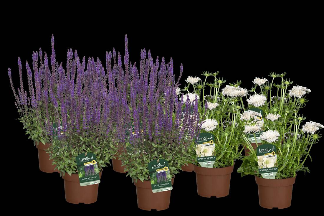 Wildbienen-Paradies (8er-Set)
