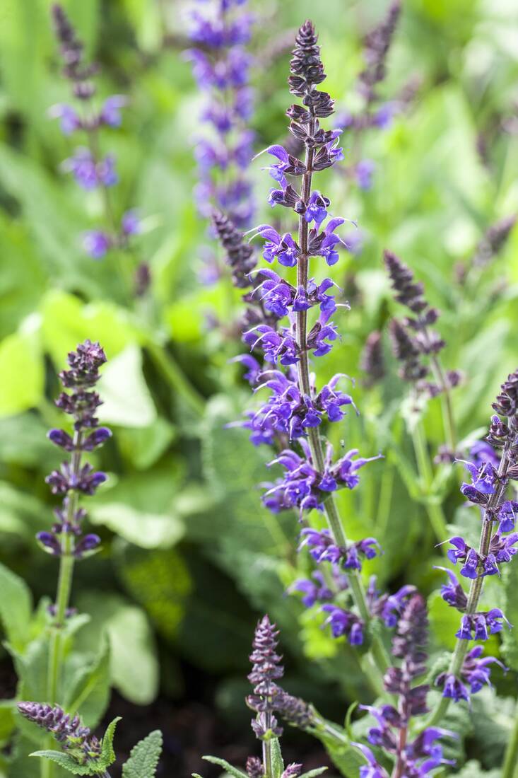 Wildbienen-Paradies (8er-Set)