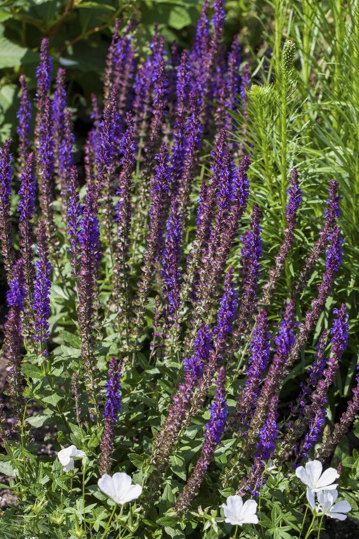 Wildbienen-Paradies (8er-Set)