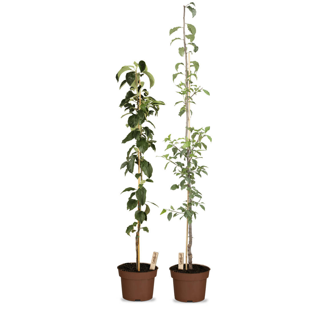 Obst-Traum Apfel/Pflaume (2er-Set)