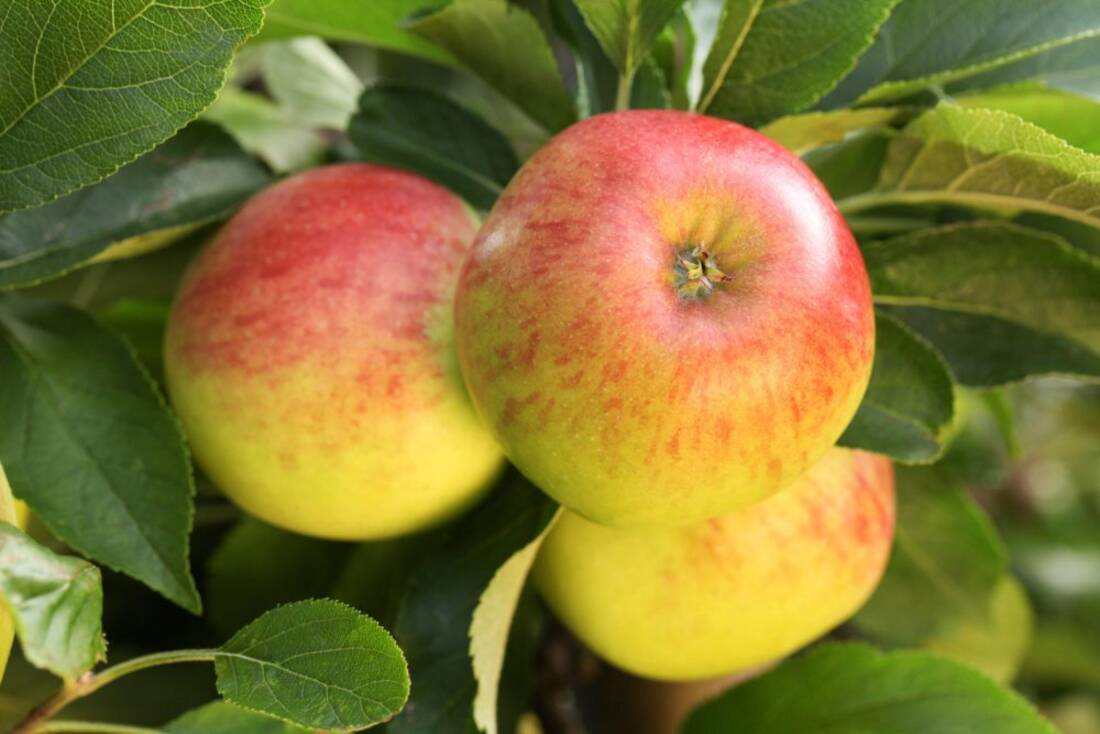 Obst-Traum Apfel/Birne (2er-Set)