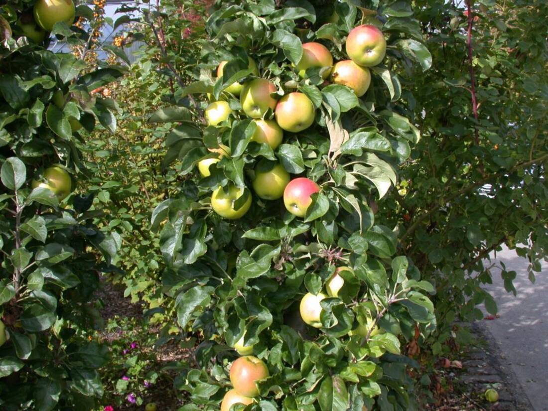 Obst-Traum Apfel/Birne (2er-Set)