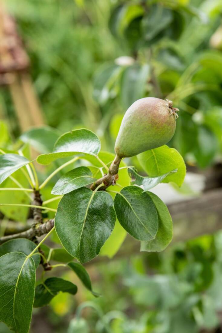 Obst-Traum Apfel/Birne (2er-Set)
