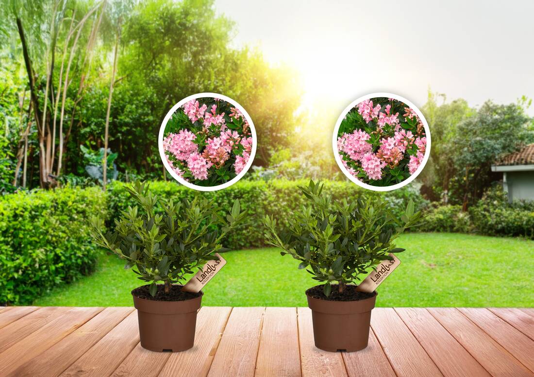 Zwergrhododendron Bloombux Magenta 2er Set