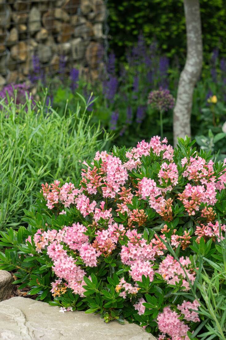Zwergrhododendron Bloombux Magenta 2er Set