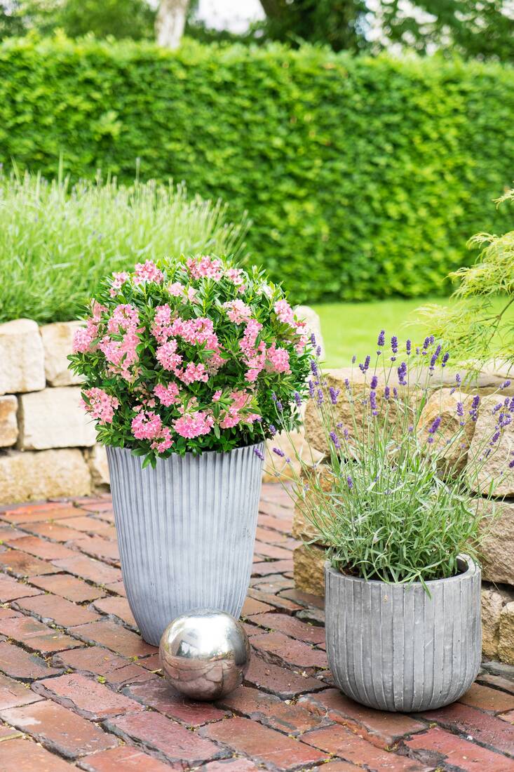Zwergrhododendron Bloombux Magenta 2er Set