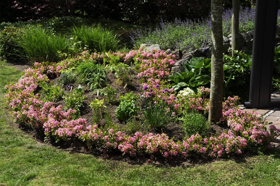 Zwergrhododendron Bloombux Magenta 2er Set