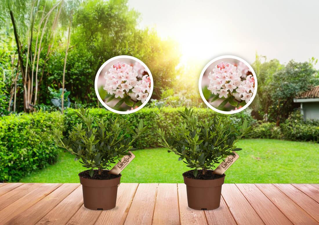 Zwergrhododendron Bloombux Pink 2er Set