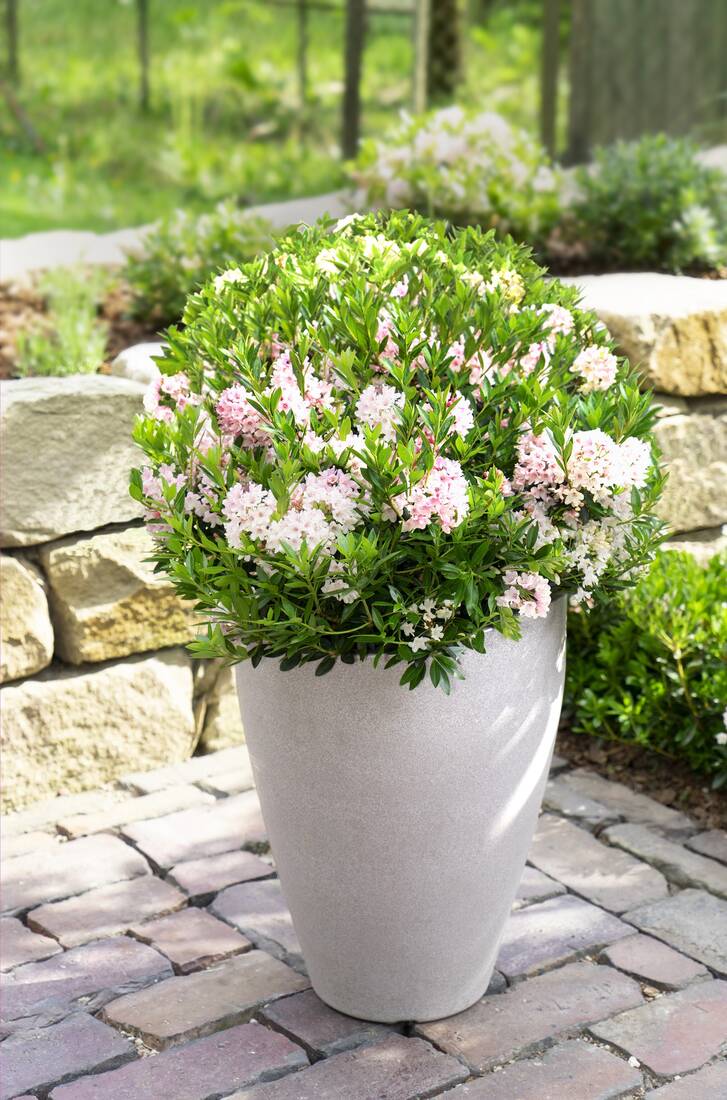 Zwergrhododendron Bloombux Pink 2er Set