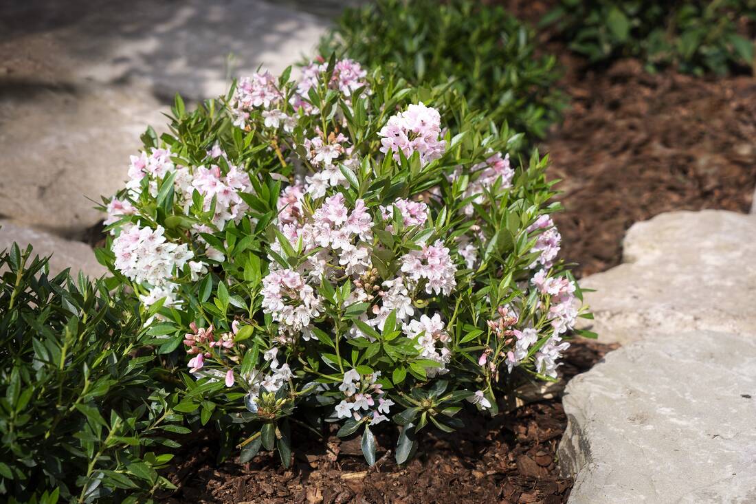 Zwergrhododendron Bloombux Pink 2er Set