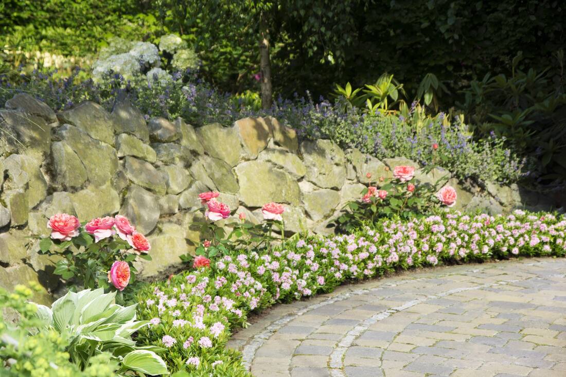 Zwergrhododendron Bloombux Pink 2er Set