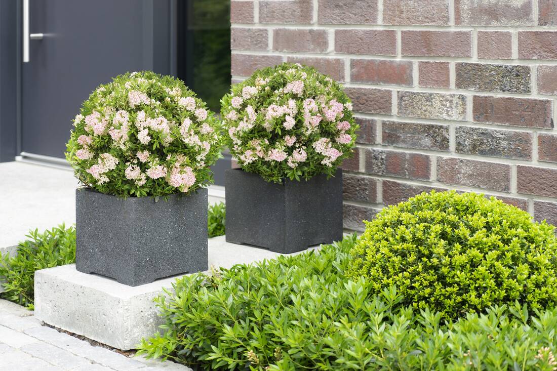 Zwergrhododendron Bloombux Pink 2er Set