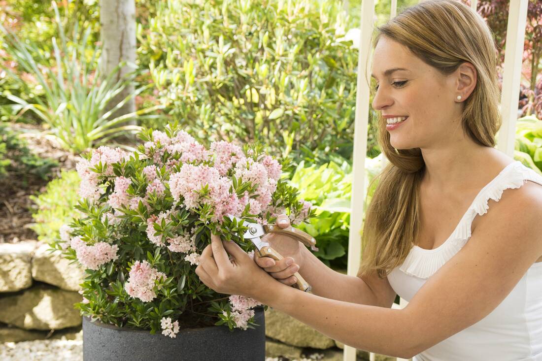 Zwergrhododendron Bloombux Pink 2er Set