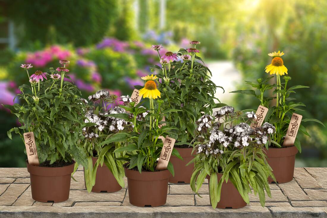 Sommerfreude Stauden 6er Set