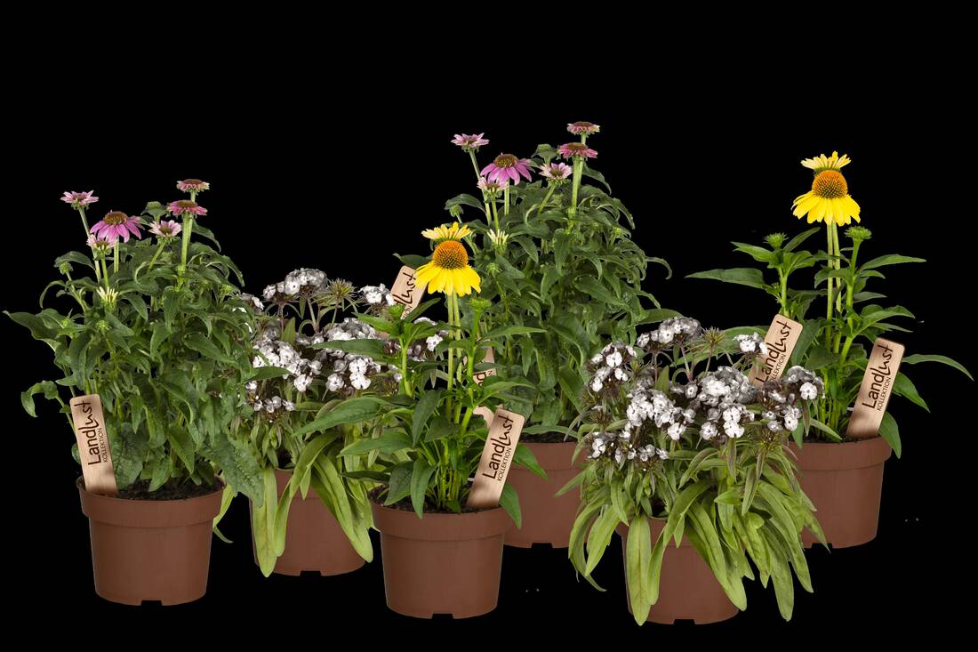 Sommerfreude Stauden 6er Set