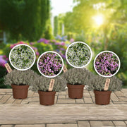Duftender Blütenteppich 4er Set