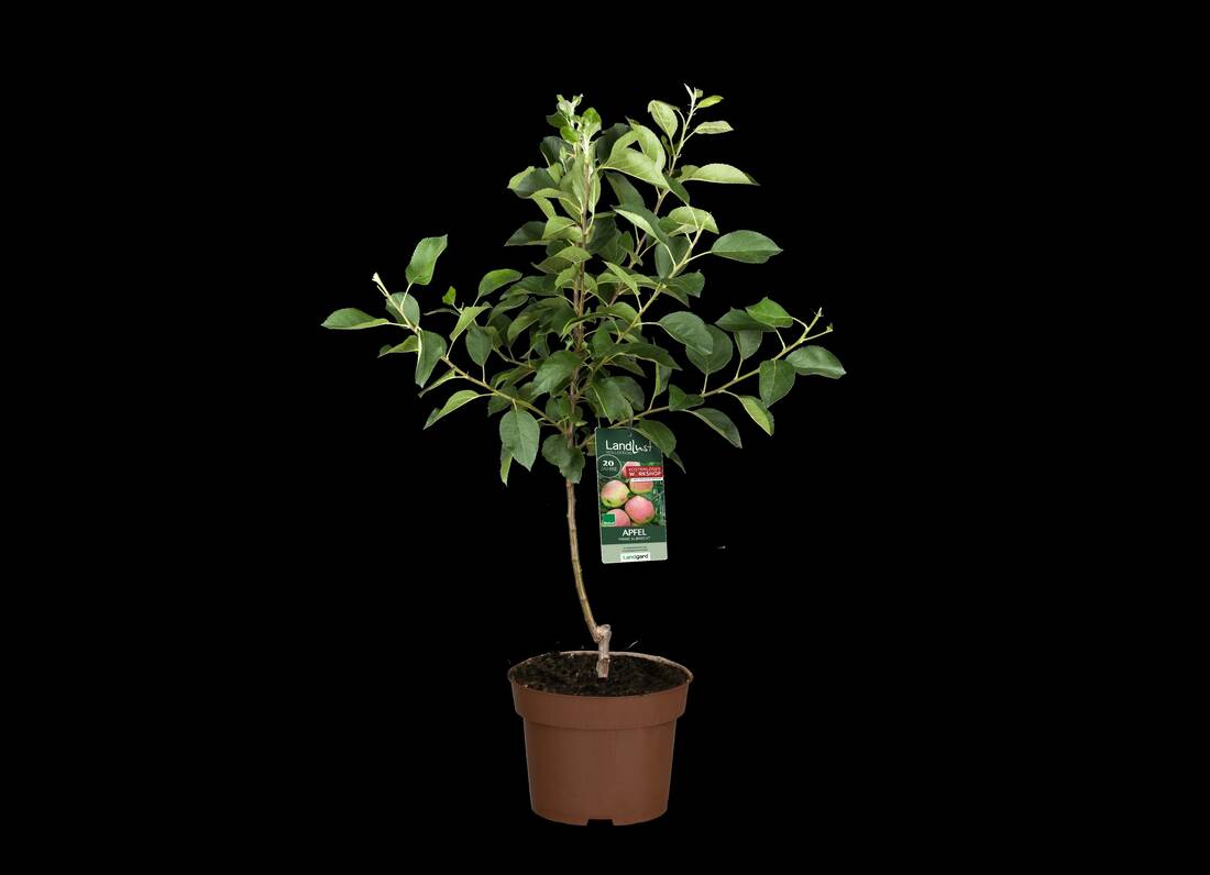 Jubiläumsapfel "Prinz Albrecht"