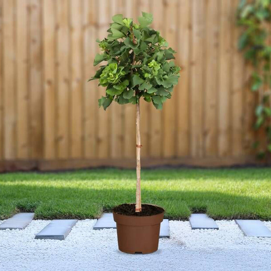 Gelber Ginkgo