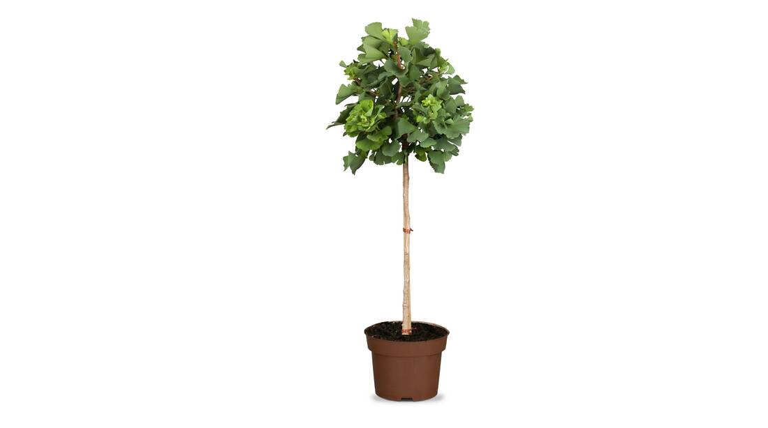 Gelber Ginkgo