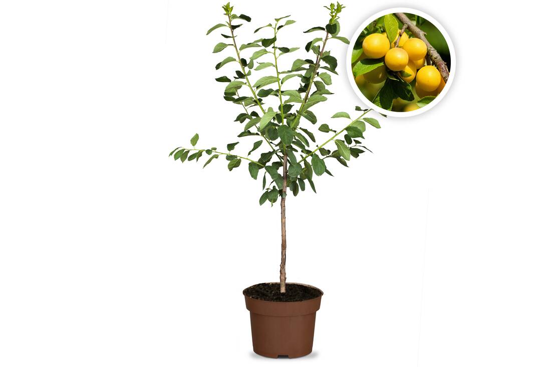 Obst-Traum Mirabelle "Nancy"
