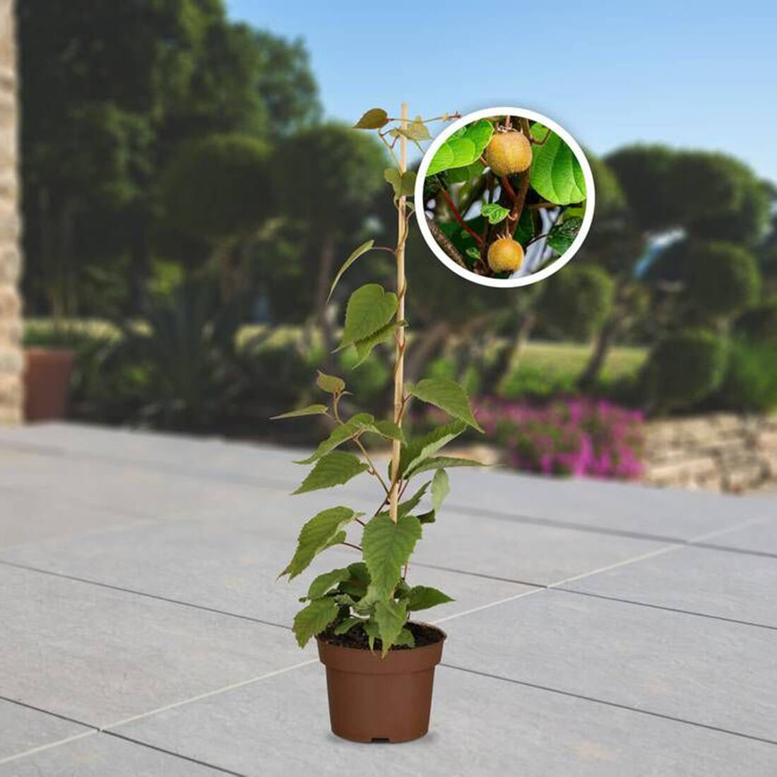 Obst-Traum Kiwi "Jenny"