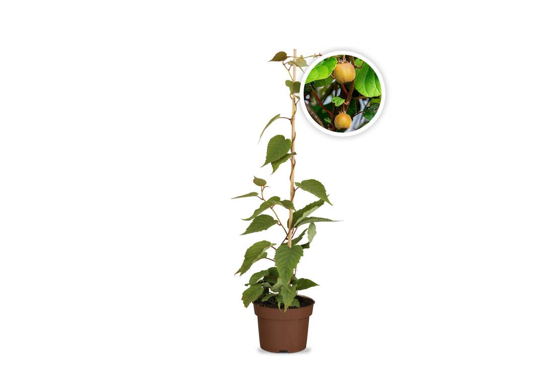 Obst-Traum Kiwi "Jenny"
