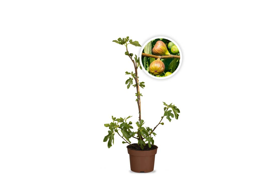 Obst-Traum Feige "Brown Turkey"