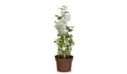 Ramblerrose "Bobbie James"