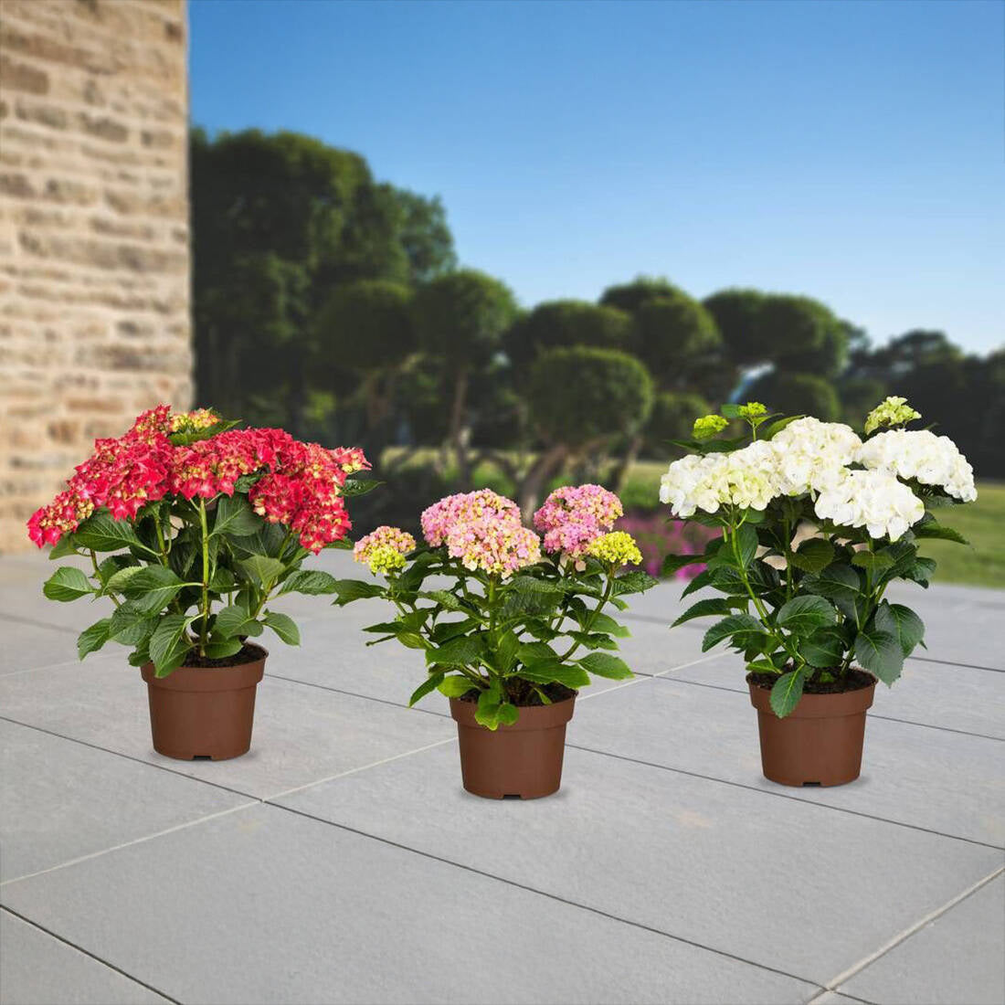 Gartenhortensie "Für immer & ewig" 3er Set