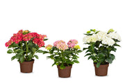 Gartenhortensie "Für immer & ewig" 3er Set