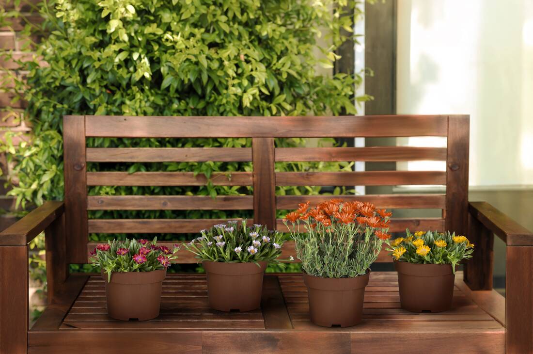 Bunte Mittagsblüten 4er Set