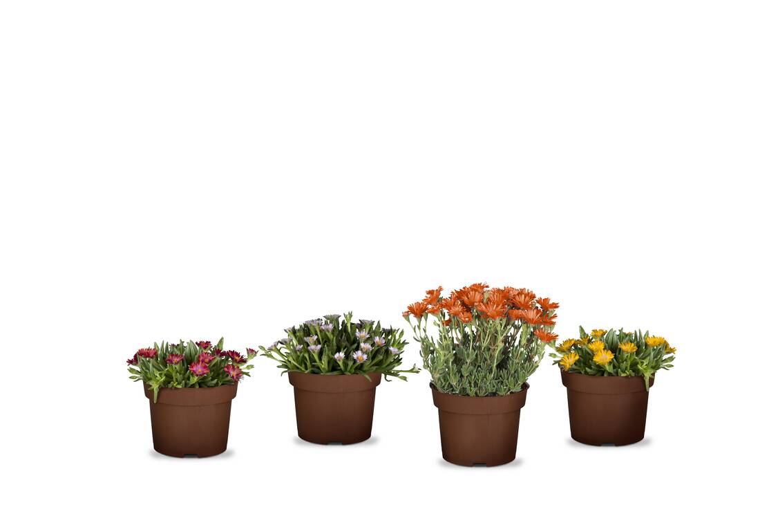 Bunte Mittagsblüten 4er Set