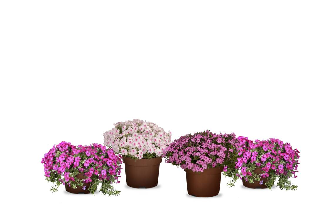 Leuchtendes Frühlingspolster 4er Set