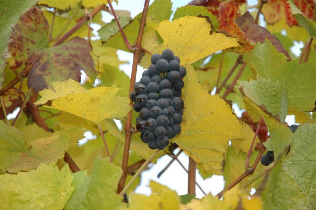 Weinreben ‘Lakemont‘ & ‘Centuri‘ Kernarm (2er-Set)