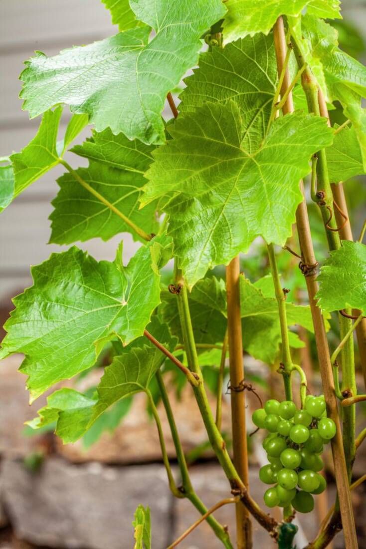Weinreben ‘Lakemont‘ & ‘Centuri‘ Kernarm (2er-Set)