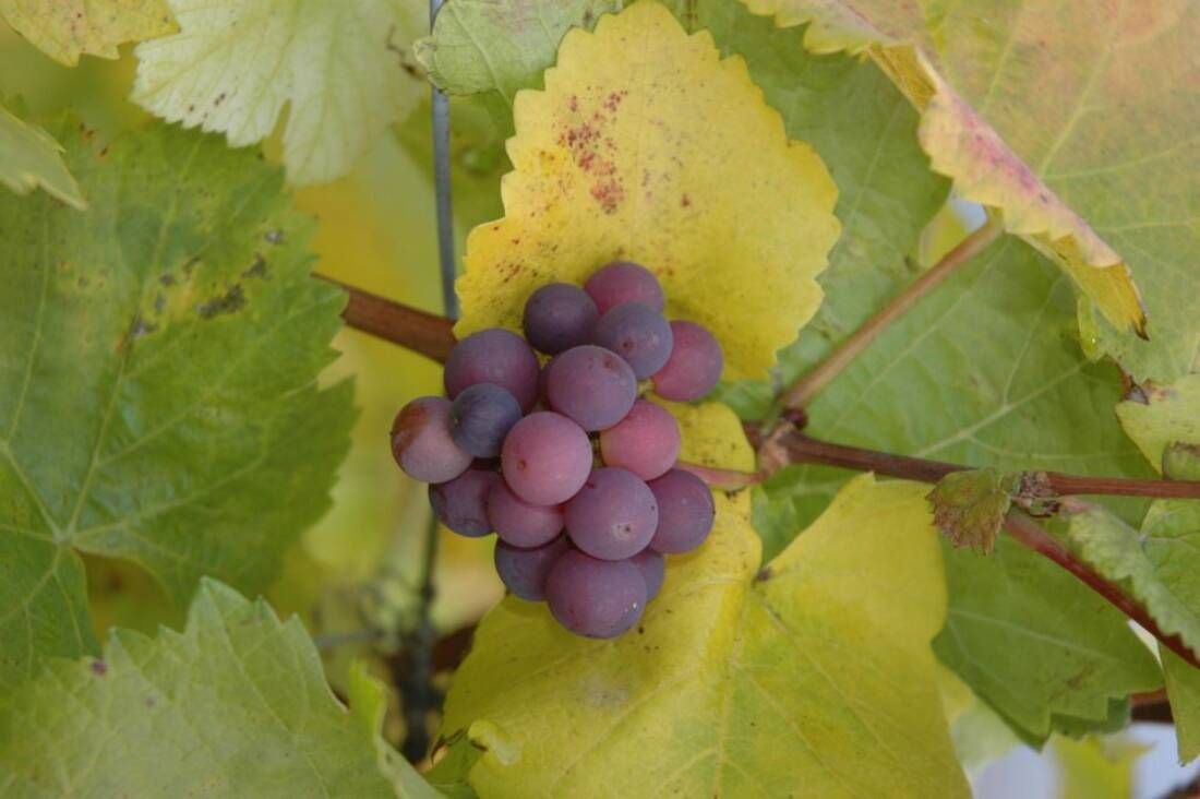 Weinreben ‘Lakemont‘ & ‘Vanessa‘ Kernarm (2er-Set)