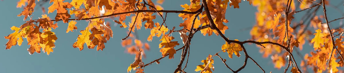 Garten im Herbst Banner