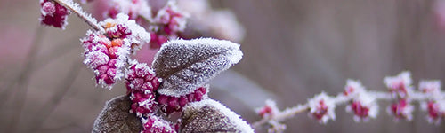 Ein Ast mit lilafarbenen Beeren und Blättern, die von einer dünnen Raureifschicht bedeckt sind. Der Hintergrund ist verschwommen, in sanften Grau- und Lilatönen, wodurch der Fokus auf den frostbedeckten Pflanzen im Vordergrund liegt.
