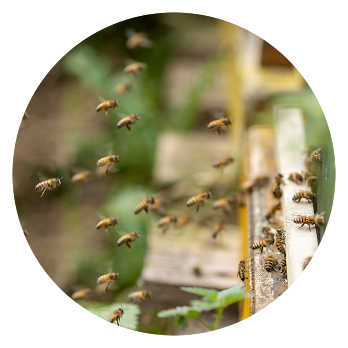 Tierfreundlicher Garten