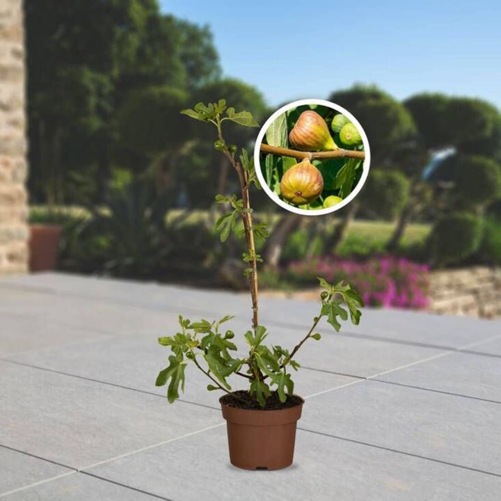 Obst-Traum Feige "Brown Turkey"